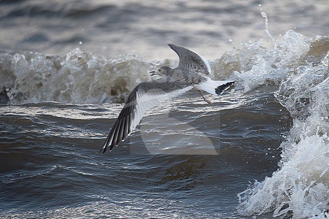 Sabine's Gull (Xema sabini) young bird in flight against waves in Sweden stock-image by Agami/Kari Eischer,