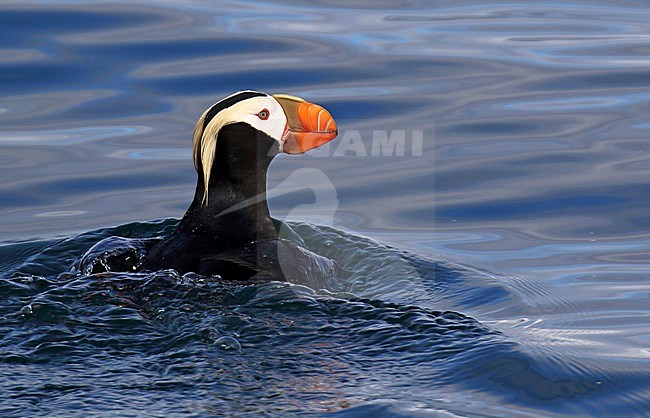 Adult Tufted Puffin (Fratercula cirrhata) at sea off Alaska, United States. Swimming away from the ship. stock-image by Agami/Dani Lopez-Velasco,