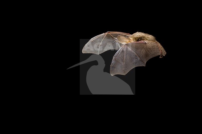 Grootoorvleermuis in de vlucht; Brown Long-eared Bat in flight stock-image by Agami/Theo Douma,