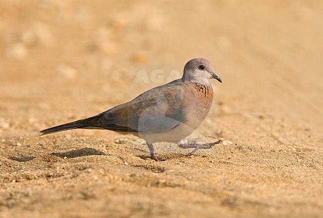 Palmtortel, Laughing Dove, Streptopelia senegalensis stock-image by Agami/Marc Guyt,