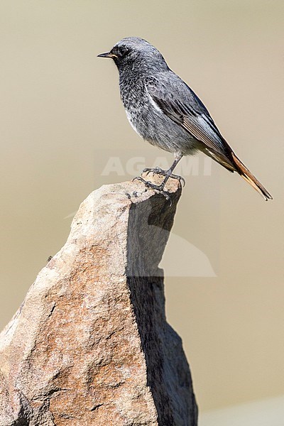 Black Redstart (Phoenicurus ochruros) male perched on a rock stock-image by Agami/Oscar Díez,