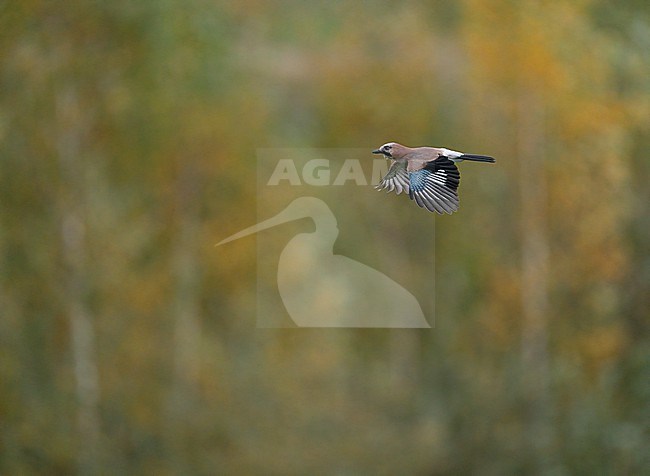 Eurasian Jay (Garrulus glandarius) flying, migrating in colorful autumn landschape in side view stock-image by Agami/Ran Schols,