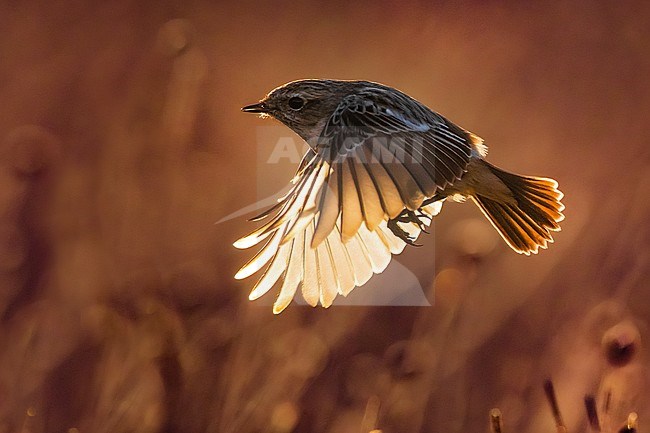 Wintering female European Stonechat (Saxicola rubicola) in flight in Italy. Photographed with early morning backlight. stock-image by Agami/Daniele Occhiato,
