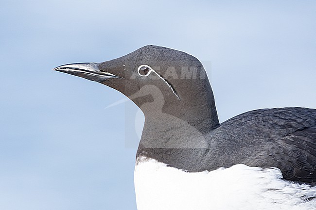  stock-image by Agami/Menno van Duijn,