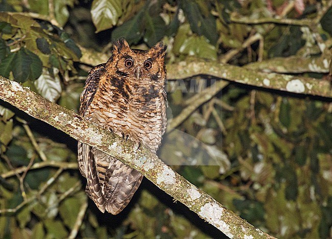 Usambara eagle-owl (Ketupa poensis vosseleri) in Tanzania. Also known as the East African nduk eagle-owl or Vosseier's eagle-owl. Subspecies of Fraser's eagle-owl (Bubo poensis). stock-image by Agami/Pete Morris,
