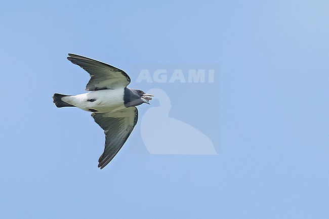 White-breasted Woodswallow (Artamus leucorynchus) in flight in the Philippines stock-image by Agami/Dubi Shapiro,
