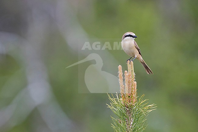 Presumed Brown Shrike x Isabelline Shrike, Lanius cristatus ssp. cristatus x Lanius isabellinus, Russia (Baikal), adult, male stock-image by Agami/Ralph Martin,