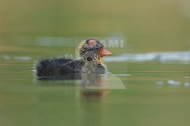 Chick American Coot (Fulica americana)
Kamloops, B.C.
June 2015 stock-image by Agami/Brian E Small,