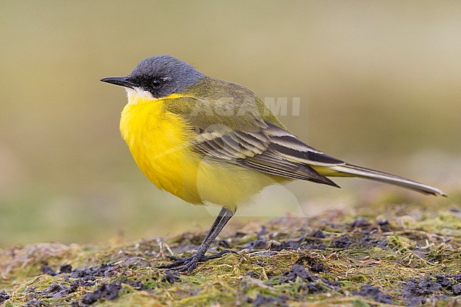 Yellow Wagtail (Motacilla flava cinereocapilla), side view of an adult male standing on the ground, Campania, Italy stock-image by Agami/Saverio Gatto,