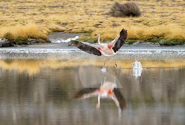 James's flamingo (Phoenicoparrus jamesi), also known as the puna flamingo, in Chile. stock-image by Agami/Dani Lopez-Velasco,