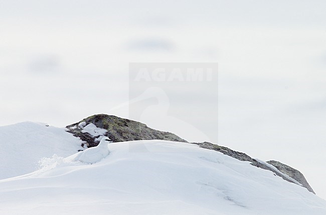 Mannetje Alpensneeuwhoen in de sneeuw; Male Rock Ptarmigan in the snow stock-image by Agami/Markus Varesvuo,