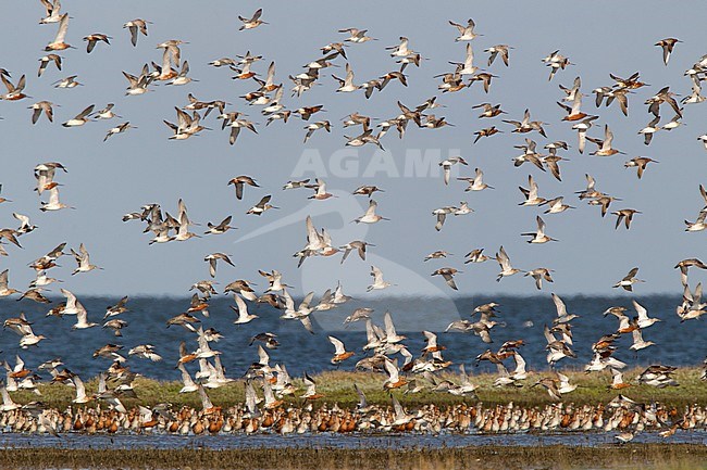 Rosse Grutto groep vliegend bij hoogwatervluchtplaats; Bar-tailed Godwit group flying at high-tide refuge stock-image by Agami/Harvey van Diek,