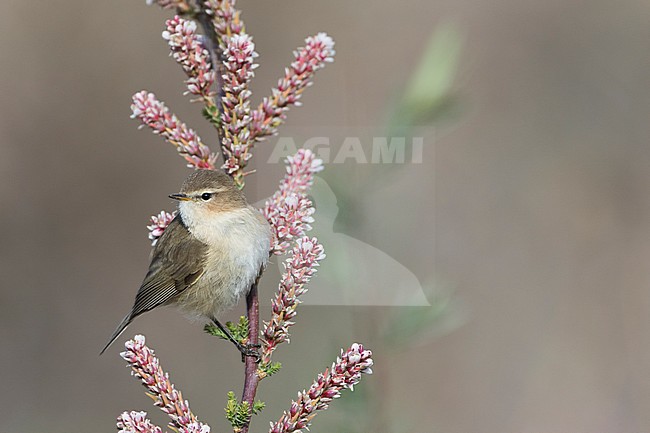 Mountain Chiffchaff (Phylloscopus sindianus sindianus), Tajikistan, adult perched on a branch with flowers stock-image by Agami/Ralph Martin,