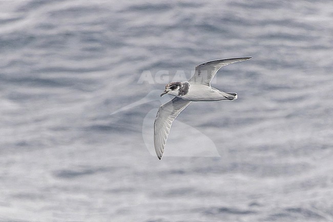 Blue petrel (Halobaena caerulea) off South Georgia. stock-image by Agami/Pete Morris,