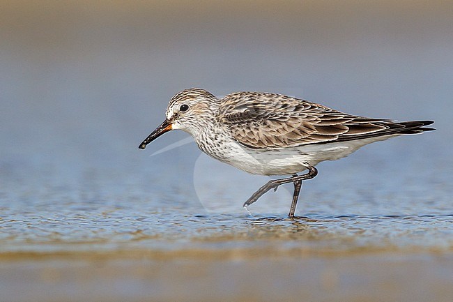 Adult breeding
Galveston Co., TX
April 2012 stock-image by Agami/Brian E Small,