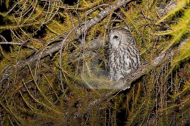 Tawny Owl, Bosuil stock-image by Agami/Alain Ghignone,
