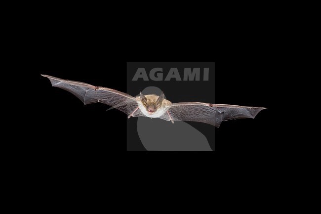 Bechsteins Vleermuis in de vlucht; Bechstein\'s Bat in flight stock-image by Agami/Theo Douma,