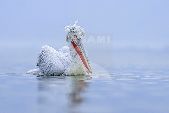 Dalmatian Pelican (Pelecanus crispus) in breeding plumage sitting on the water of lake Kerkini in Greece. stock-image by Agami/Marcel Burkhardt,