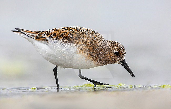 Summer plumaged Sanderling (Calidris alba) foraging on a beach in arctic Norway. stock-image by Agami/Saverio Gatto,
