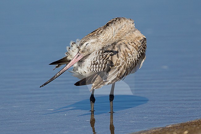 Bar-tailed Godwit (Limosa lapponica), preening in the water, Liwa, Al Batinah, Oman stock-image by Agami/Saverio Gatto,