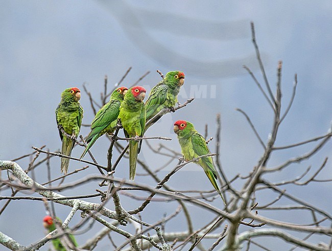 Red-masked Parakeet (Psittacara erythrogenys) in northern Peru. Small flock of parakeets perched in top of a tree. stock-image by Agami/Pete Morris,