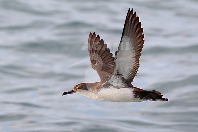 Yelkouanpijlstormvogel in de vlucht; Yelkouan Shearwater in flight stock-image by Agami/Daniele Occhiato,