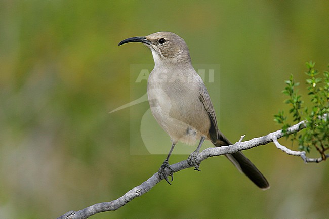 Adult
Kern Co., CA
March 2006 stock-image by Agami/Brian E Small,