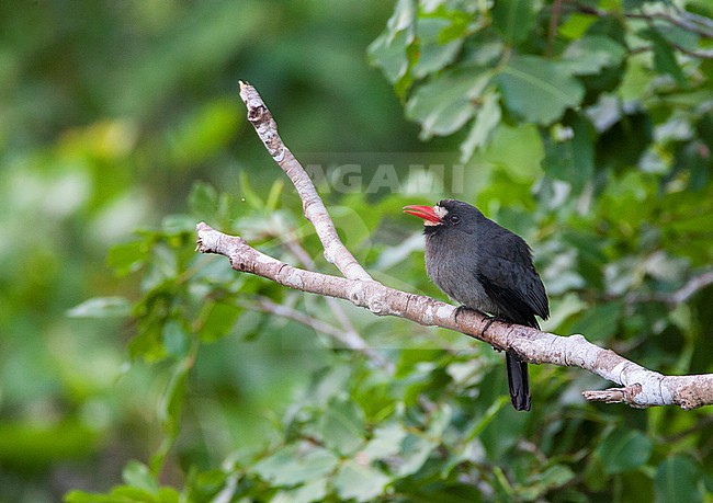 Calling White-fronted Nunbird (Monasa morphoeus) perched in canopy of Amazon rainforest of lowland Peru. stock-image by Agami/Marc Guyt,