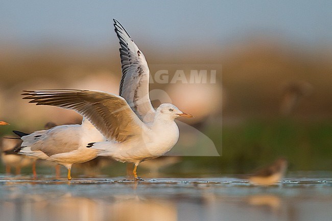 Slender-billed Gull - Dünnschnabelmöwe - Larus genei, Oman, 1st Winter stock-image by Agami/Ralph Martin,