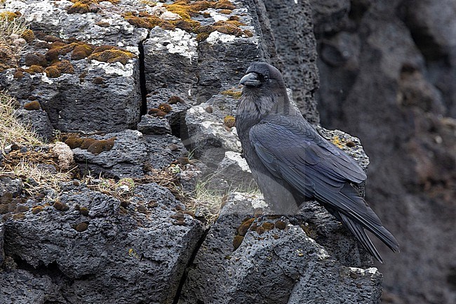 Common Raven Corvus corax varius), side view of an adult standing on a basalt rock, Western Region, Iceland stock-image by Agami/Saverio Gatto,