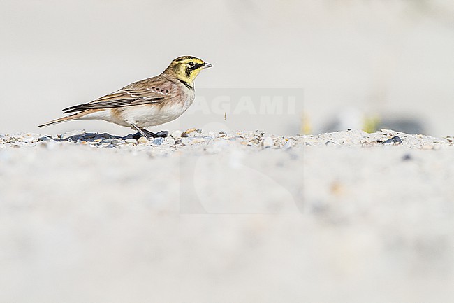 Strandleeuwerik, Shore Lark, Eremophila alpestris stock-image by Agami/Menno van Duijn,