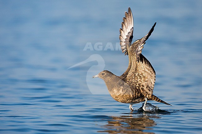 First-winter Arctic Skua (Stercorarius parasiticus) on an inlake lake in Germany (Baden-Württemberg). Taking off from the water surface. stock-image by Agami/Ralph Martin,