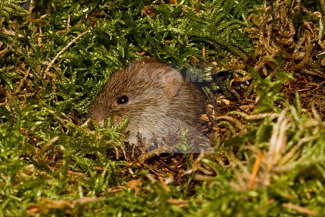 Rosse Woelmuis in een nestje; Bank Vole in a nest stock-image by Agami/Theo Douma,