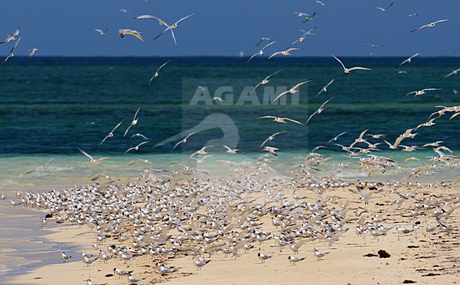 Groep Bengaalse Sterns in vlucht, Lesser Crested Tern group in flight stock-image by Agami/Laurens Steijn,