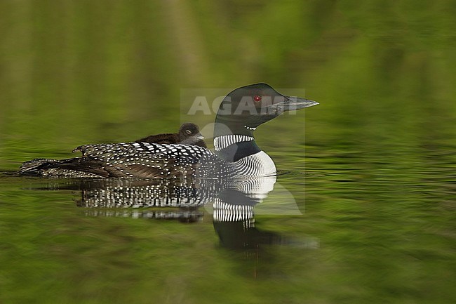 Adult Common Loon (Gavia immer) in breeding plumage on Lac Le Jeune, British Colombia in Canada. Mother with one chick riding on her back. stock-image by Agami/Brian E Small,