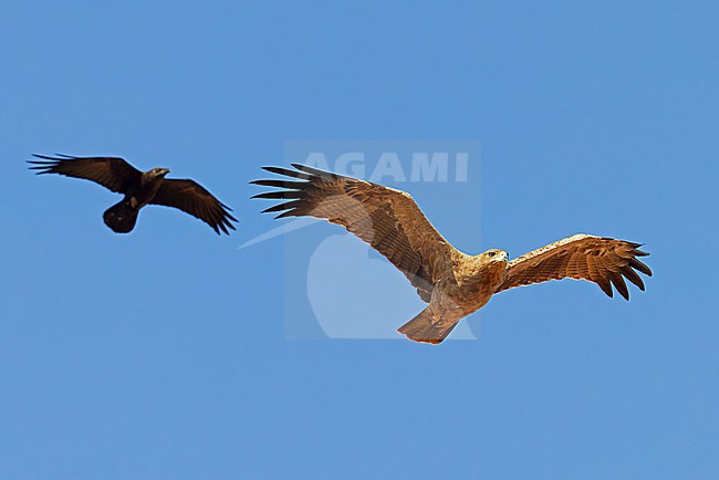 Tawny Eagle (Aquila rapax) in Kenya. stock-image by Agami/Tomi Muukkonen,