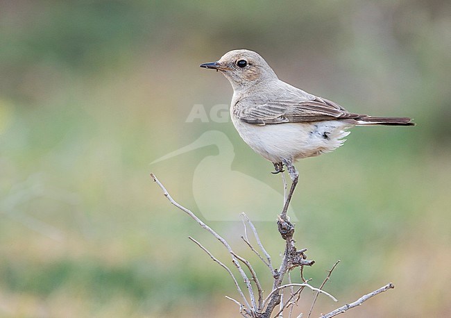 Finsch's Wheatear (Oenanthe finschii barnesi) Tajikistan, adult female perched on a branch stock-image by Agami/Ralph Martin,