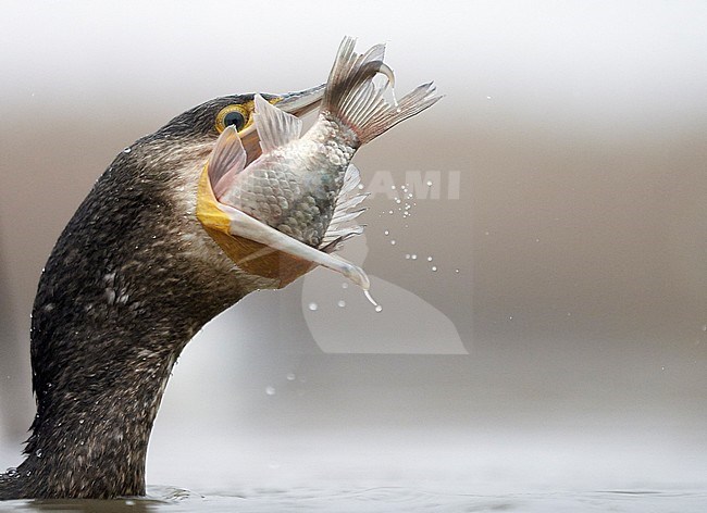 Cormorant (Phalacrocorax carbo) Hungary January 2014 stock-image by Agami/Markus Varesvuo,