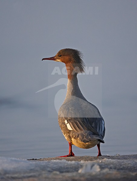 Vrouwtje Grote Zaagbek staand op oever; Female Goosander standing in the shore stock-image by Agami/Markus Varesvuo,