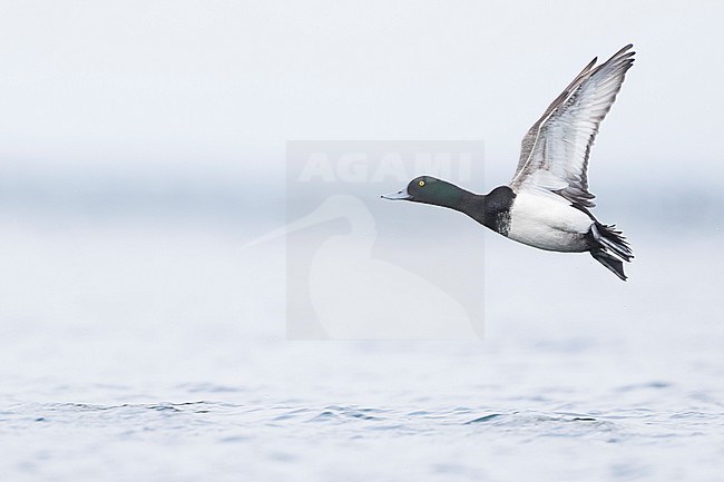 Greater Scaup - Bergente - Aythya marila ssp. marila, Germany (Mecklenburg-Vorpommern), adult, male stock-image by Agami/Ralph Martin,