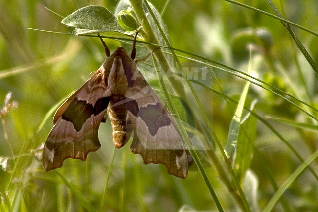 Lime Hawk-moth hanging in grass Netherlands; Lindepijlstaart hangend in gras Nederland stock-image by Agami/Bas Haasnoot,