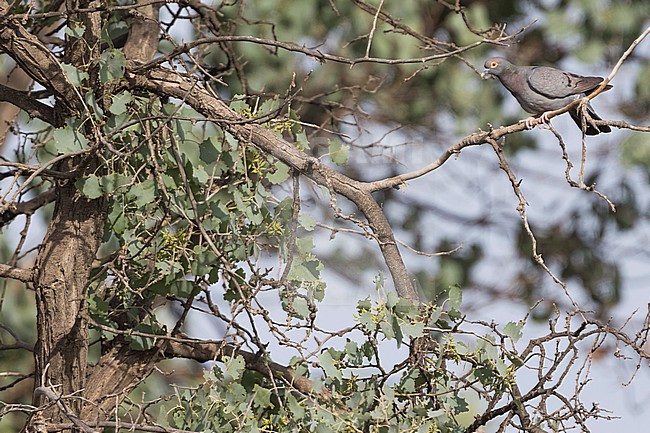 Yellow-eyed Pigeon, Columba eversmanni, Tajikistan, adult stock-image by Agami/Ralph Martin,