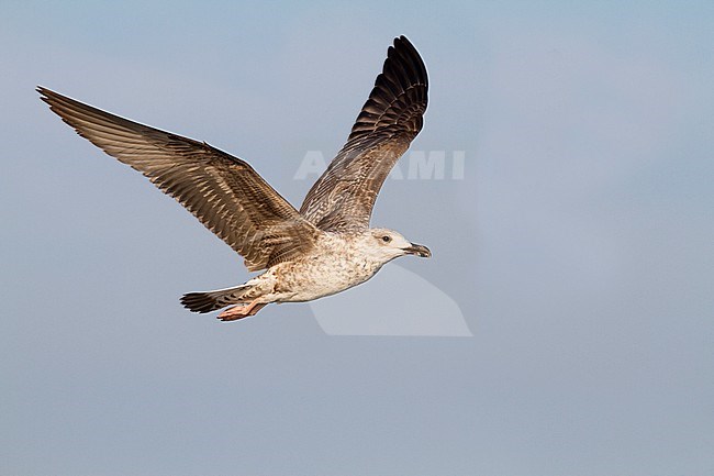 Yellow-legged Gull - MIttelmeermöwe - Larus michahellis ssp. michahellis, Germany, 1st W stock-image by Agami/Ralph Martin,