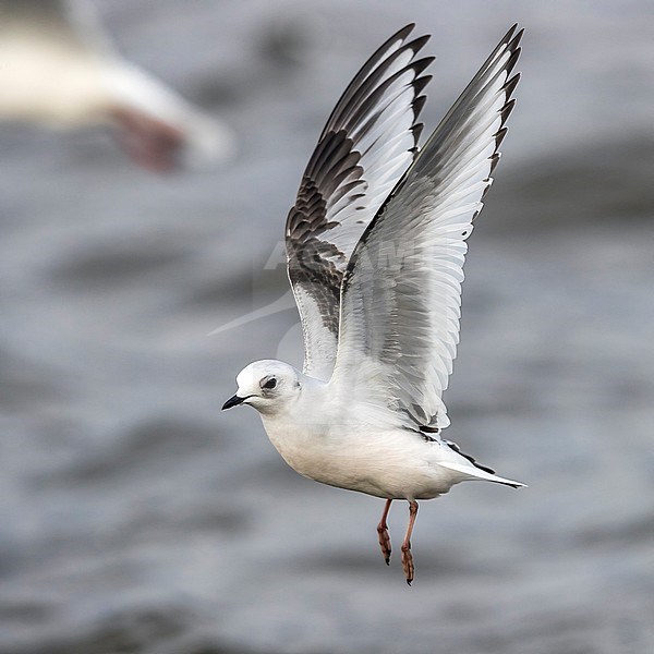 1st winter Ross's Gull flying over Vlissingen, Zeeland, The Netherlands. January 28, 2018. stock-image by Agami/Vincent Legrand,