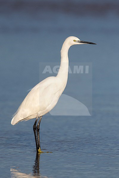 Little Egret (Egretta garzetta), idividual standing on the shore, Campania, Italy stock-image by Agami/Saverio Gatto,