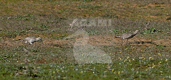 Een van de laatste Dunbekwulpen ooit (vogel links); One of the last Slender-billed Curlews ever (bird on the left). 
Photographed Merja Zegra Lagoon, Morocco. stock-image by Agami/Hans Gebuis,