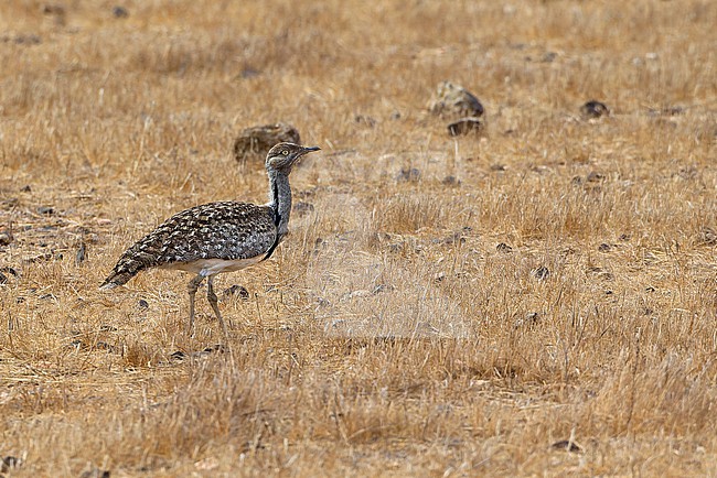 Houbara Bustard (Chlamydotis undulata fuertaventurae) at El Jable plains on Lanzarote Island. stock-image by Agami/David Monticelli,