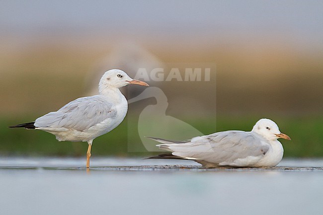 Dunbekmeeuw, Slender-billed Gull, Chroicocephalus genei, Oman, 1st Winter stock-image by Agami/Ralph Martin,