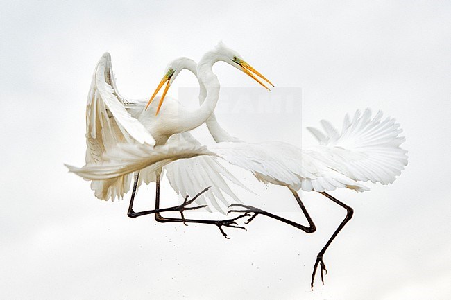 Vechtende Grote Zilverreigers; Fighting Great Egrets stock-image by Agami/Bence Mate,