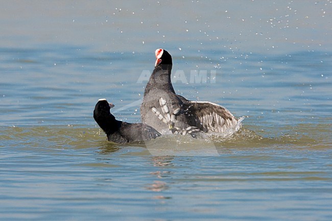 Vechtende Meerkoeten; Fighting Eurasian Coots stock-image by Agami/Daniele Occhiato,